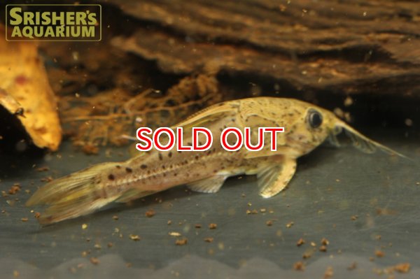 画像3: オサンコラ　プンクタータス（リオマモレ） (3)