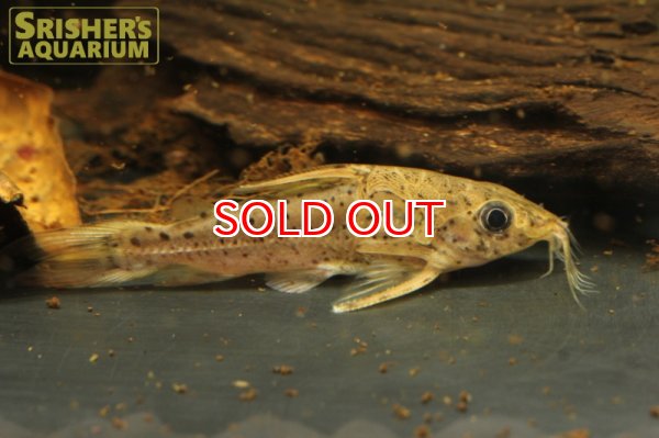 画像2: オサンコラ　プンクタータス（リオマモレ） (2)