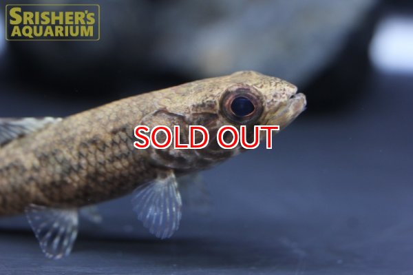 画像3: ブラックタライロン（タパジョス） (3)