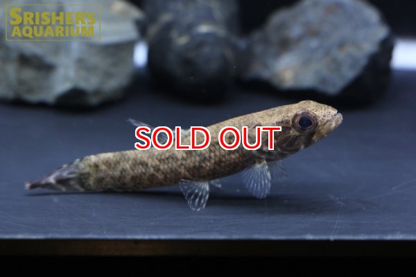 画像2: ブラックタライロン（タパジョス） (2)