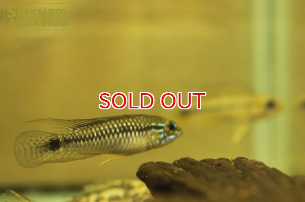 画像3: アピストグラマ プルクラ リオブランコ  WILD (ペア) (3)