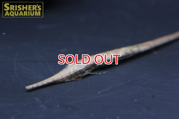 画像3: ファロエラ　ヘンリクエイ (3)