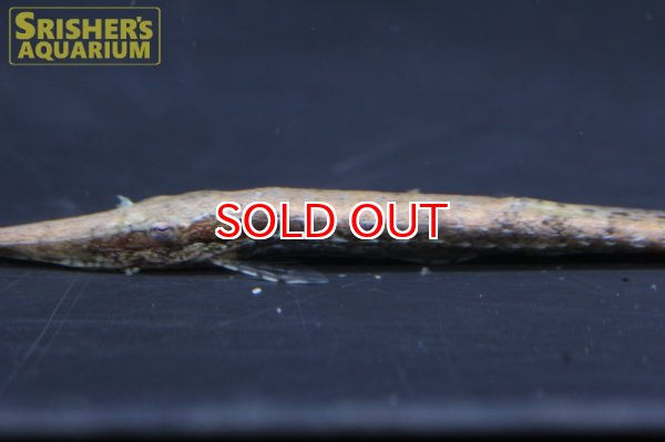 画像5: ファロエラ　ヘンリクエイ (5)