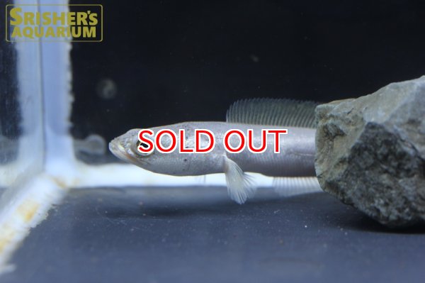 画像3: プラチナカムルチー (3)