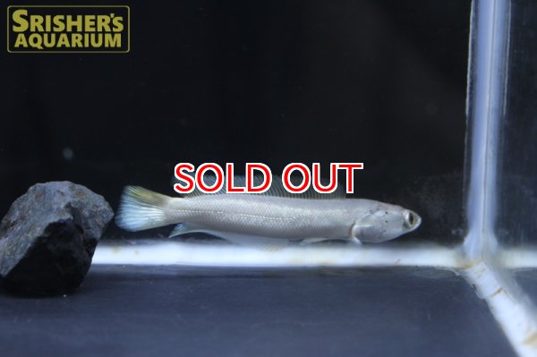 画像2: プラチナカムルチー (2)