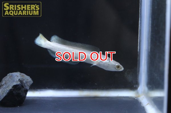 画像4: プラチナカムルチー (4)