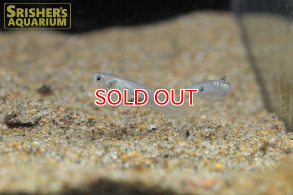 画像2: ミクロポエキリア ピクタ ”トリニダード”（ペア） (2)