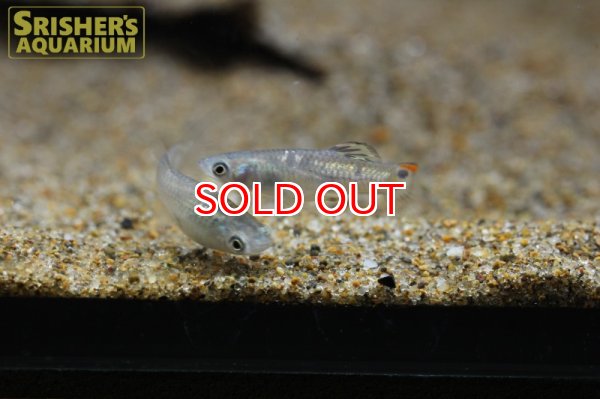 画像3: ミクロポエキリア ピクタ ”トリニダード”（ペア） (3)