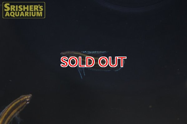 画像2: パロスフロメヌス　フェニクルス (2)