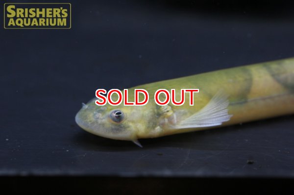 画像3: バンデッドカンディル (3)