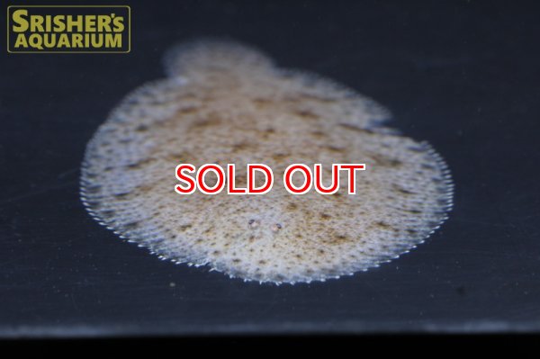 画像2: 南米淡水シタビラメ（M) (2)