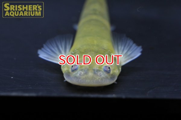 画像5: バンデッドカンディル (5)