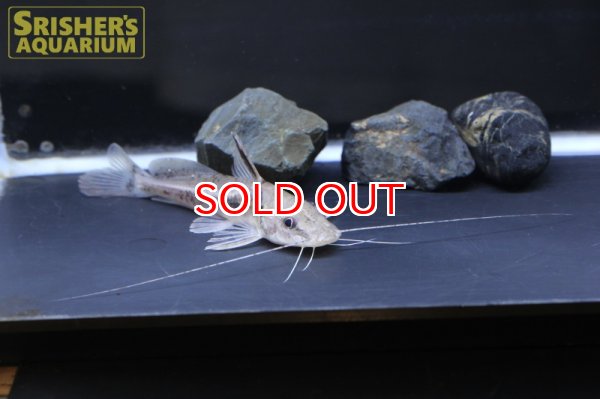 画像5: マウスフィンキャット（ペルー） (5)