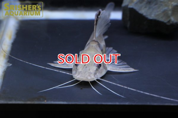 画像3: マウスフィンキャット（ペルー） (3)