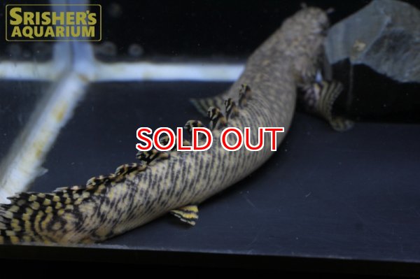 画像3: ポリプテルス  オルナティピンニス ワイルド(20cm) (3)