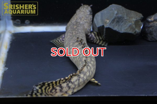 画像4: ポリプテルス  オルナティピンニス ワイルド(20cm) (4)