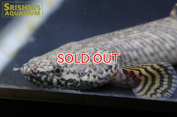 画像5: ポリプテルス  オルナティピンニス ワイルド(20cm) (5)