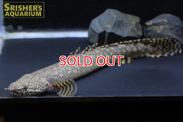 画像2: ポリプテルス  オルナティピンニス ワイルド(20cm) (2)