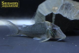 コリドラスの仲間 - Corydoras-｜スリッシャーズ アクアリウム