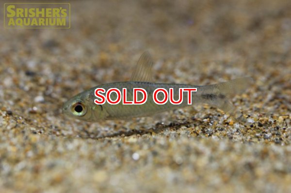 画像2: クリマトプシス　マクロレピス (2)