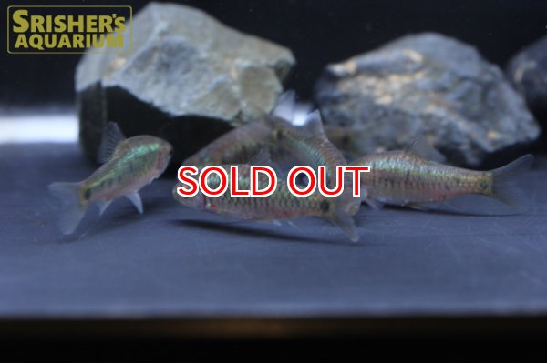 画像2: グリーンバルブ WILD (2)