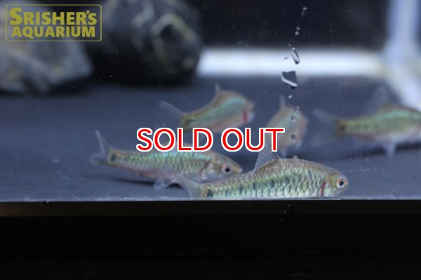 画像3: グリーンバルブ WILD (3)