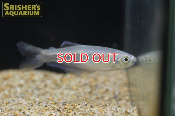 画像2: ミマゴニアス　ミクロレピス（リオデジャネイロ） (2)