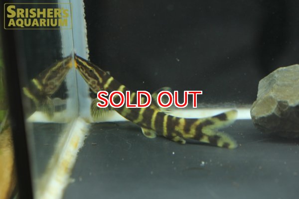 画像4: シニボティア　プルクラ (4)