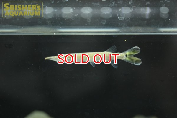 画像3: ブラントノーズガー（ブリード） (3)