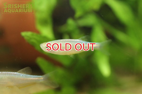 画像3: レインボーダニオ (3)