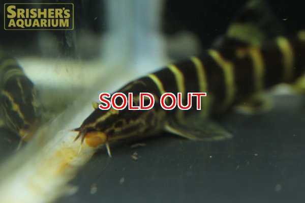 画像3: シニボティア　プルクラ (3)