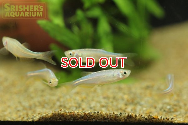 画像2: レインボーダニオ (2)