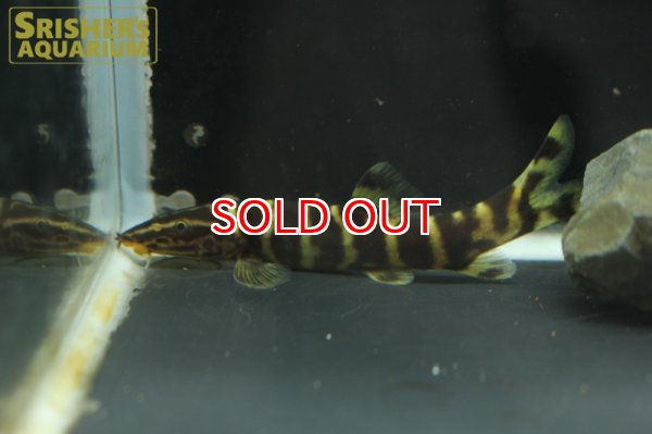 画像2: シニボティア　プルクラ (2)