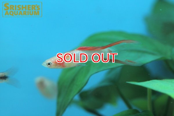 画像2: エンドラーズ　JBゴールデンダブルソード（ペア） (2)