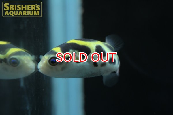 画像2: トパーズパッファー（インドマミズフグ） (2)