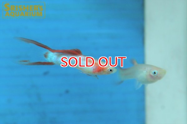 画像6: エンドラーズ　JBゴールデンダブルソード（ペア） (6)