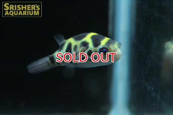 画像4: トパーズパッファー（インドマミズフグ） (4)