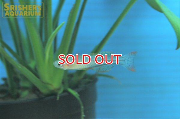 画像2: バタフライレインボー　アルーII（ブリード）（ペア） (2)