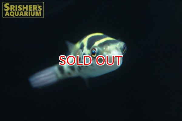 画像5: トパーズパッファー（インドマミズフグ） (5)