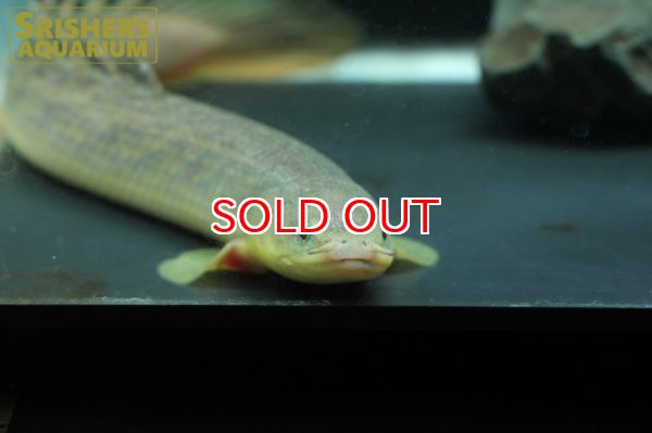 画像5: ポリプテルス　パルマス WILD　ML (5)