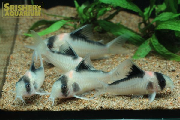 画像2: コリドラス ニューアドルフォイ  WILD (2)