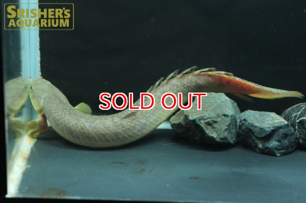 画像4: ポリプテルス　パルマス WILD　ML (4)