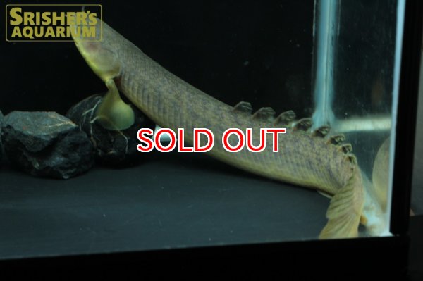 画像3: ポリプテルス　パルマス WILD　ML (3)