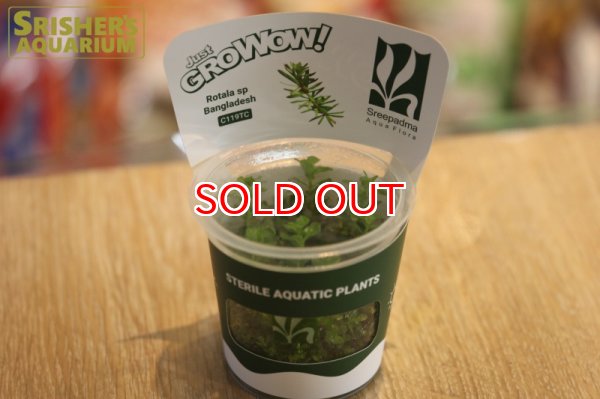 画像2: 水草 ロタラ マクランドラ バングラディシュ GROWOW (2)