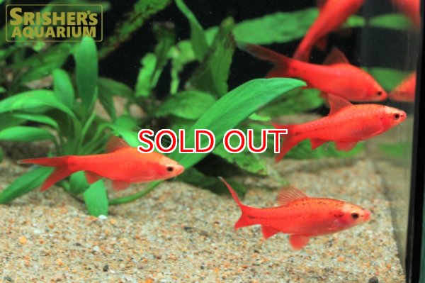 画像2: ロングフィンアルビノチェリーバルブ　ピュアレッド (2)