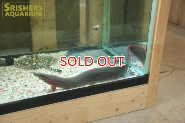 画像3: ファイヤースパイニーイール（４５ｃｍ）　 (3)