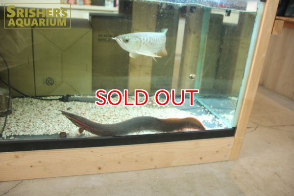 画像4: ファイヤースパイニーイール（４５ｃｍ）　 (4)