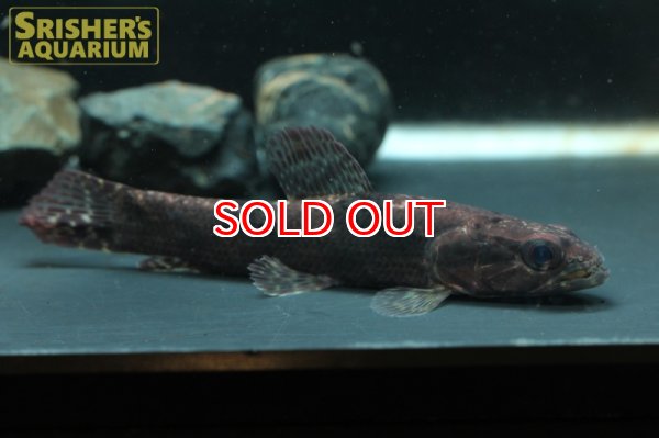 画像3: リアルタライロン "アイマラ" "アマパ" (3)