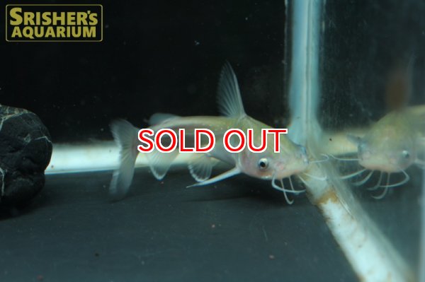 画像3: サーモンキャット (3)