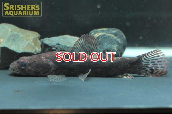 画像5: リアルタライロン "アイマラ" "アマパ" (5)